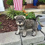 Zeus is registered to the contest to win money with this photo: puppy, dog, outdoor, garden, american_flag, flowers, concrete, grass, plants, curious, cute, pet, fur, sidewalk, front_porch, steps, greenery, small_dog, young_dog, daylight