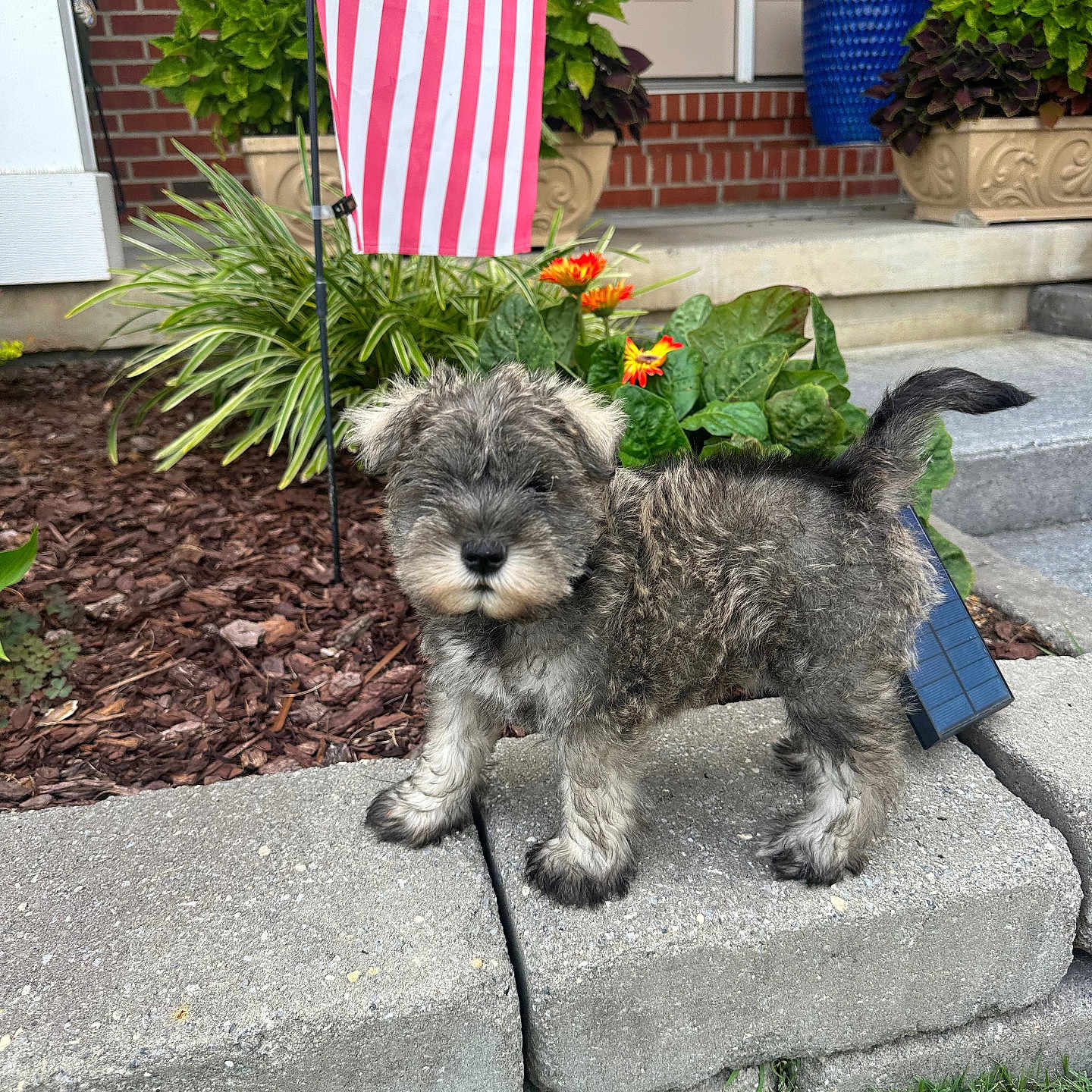 Zeus is registered to the contest to win money with this photo: american_flag, concrete, curious, cute, daylight, dog, flowers, front_porch, fur, garden, grass, greenery, outdoor, pet, plants, puppy, sidewalk, small_dog, steps, young_dog