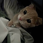 Bean joined the competition — help win amazing prizes! cat, pet, animal, curious, close_up, indoor, blanket, fur, whiskers, collar, domestic_animal, cute, face, looking, dark, soft, cozy, resting, feline, eyes