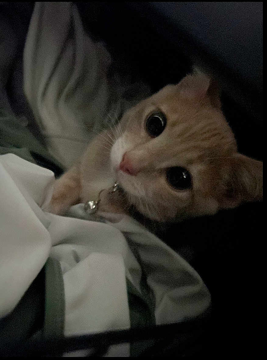 Bean