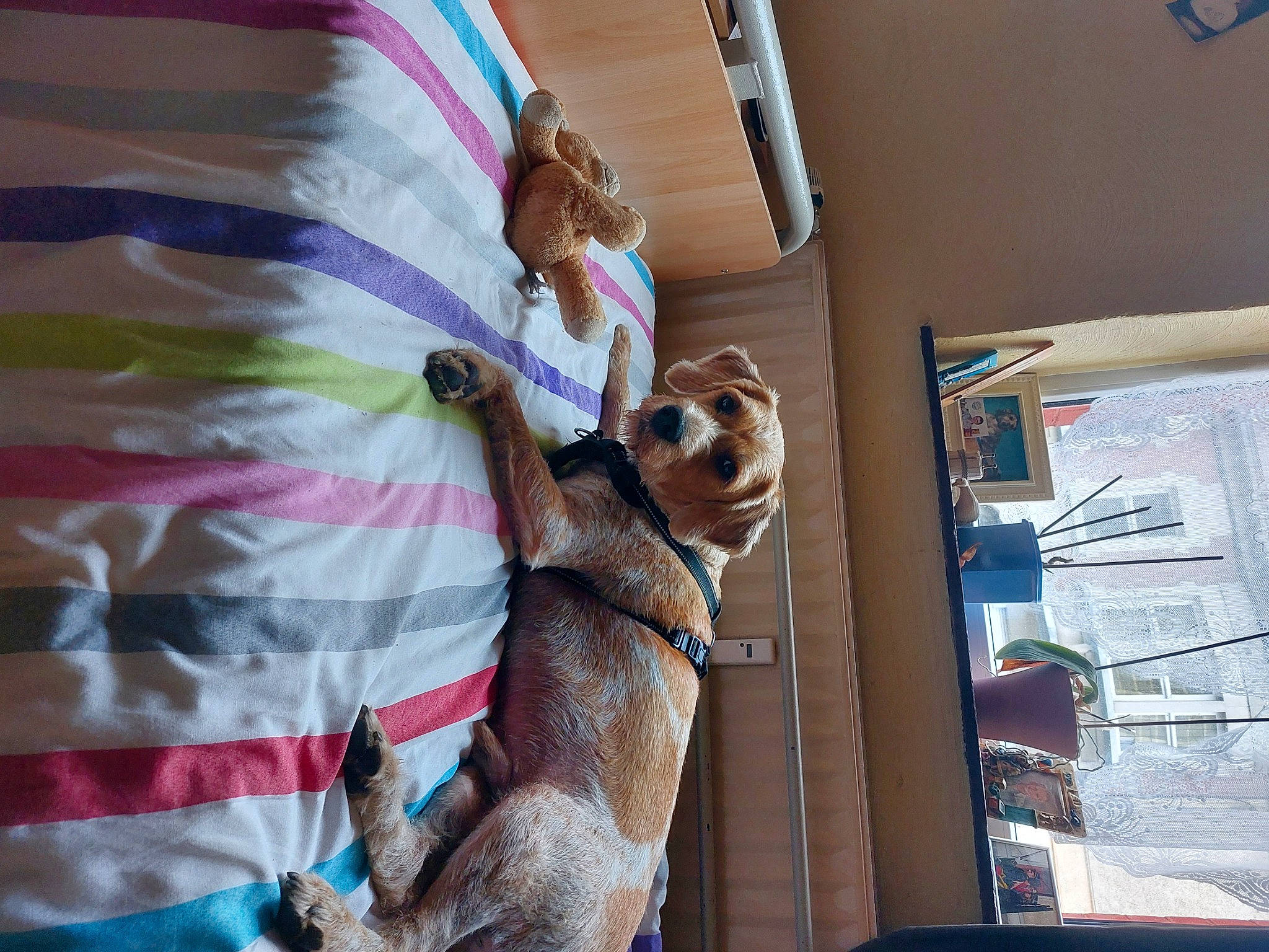 Benji a rejoint le concours — aidez-le/la à gagner de superbes lots ! carnivore, collar, comfort, companion_dog, dog, dog_breed, dog_supply, fawn, felidae, fur, linens, magenta, paw, pet_supply, room, small_to_medium_sized_cats, sporting_group, tail, whiskers, wood