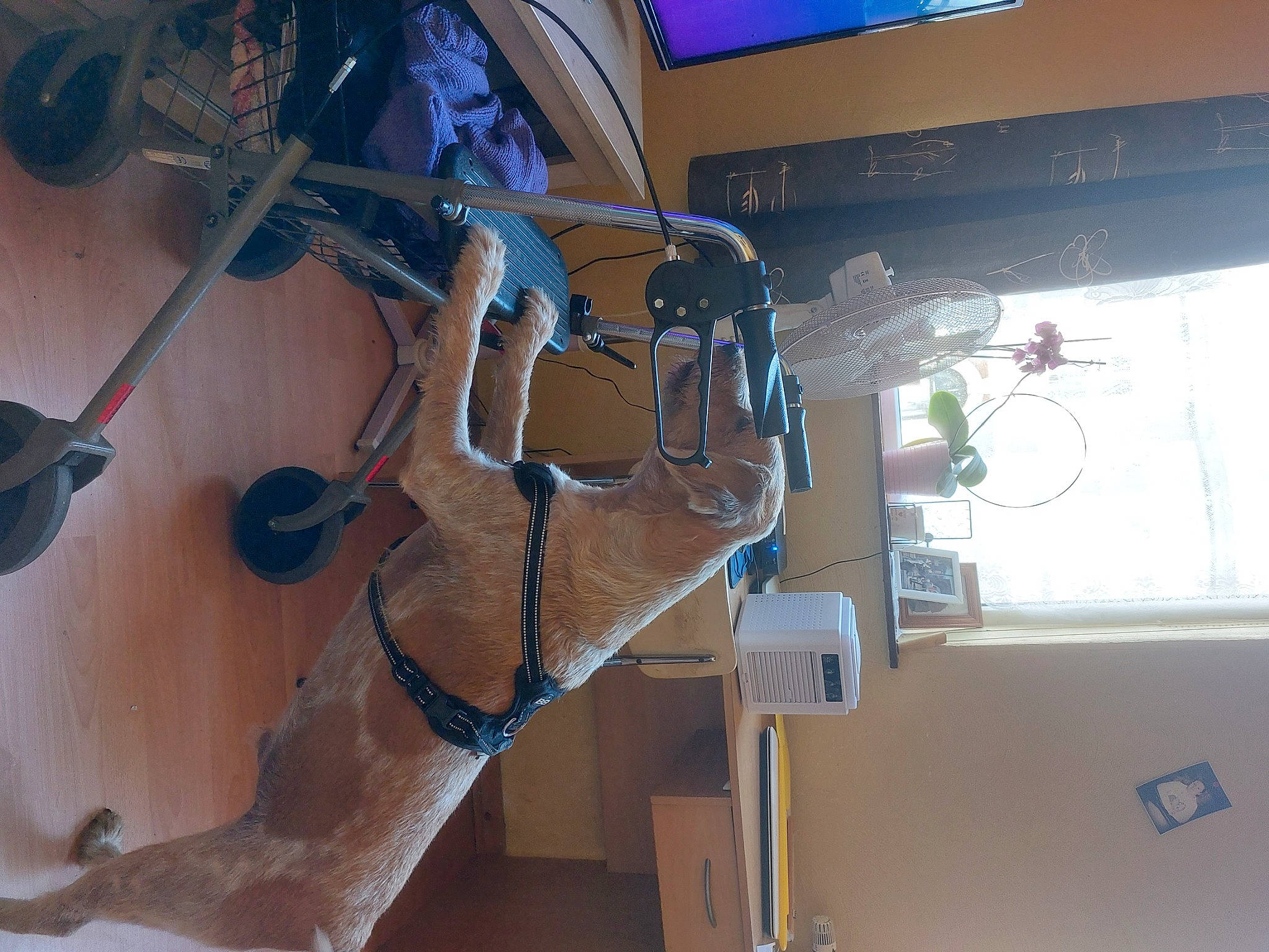 Benji participe au concours pour gagner de l'argent avec cette photo : art, audio_equipment, cable, ceiling, electrical_supply, electrical_wiring, electricity, electronic_device, engineering, eyewear, gas, glass, machine, room, space, vehicle_door, water, window, wire, wood