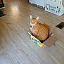 cat, orange_tabby, cardboard_box, wooden_floor, indoor, kitchen, pet, domestic_animal, curious, sitting, flooring, box, collar, feline, home, animal, cute, tabby, looking_up, small_box