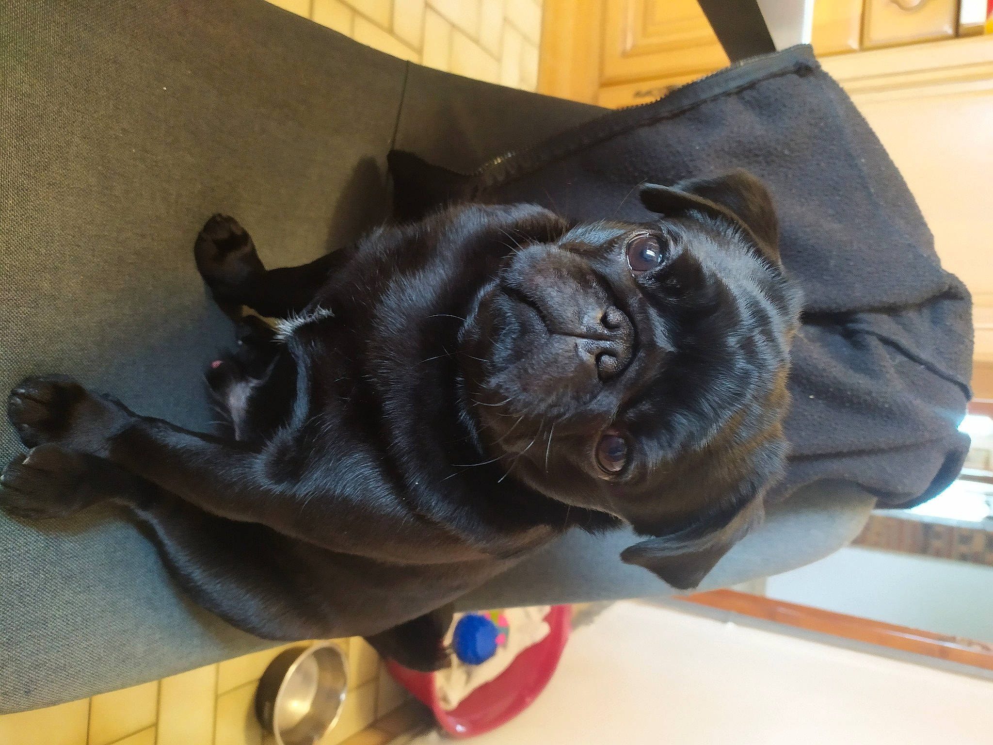 Stanley a rejoint le concours — aidez-le/la à gagner de superbes lots ! art, bronze_sculpture, carnivore, companion_dog, dog, dog_breed, felidae, fur, kitchen_utensil, liver, personal_protective_equipment, sculpture, snout, sporting_group, statue, tableware, terrestrial_animal, whiskers, working_animal, wrinkle