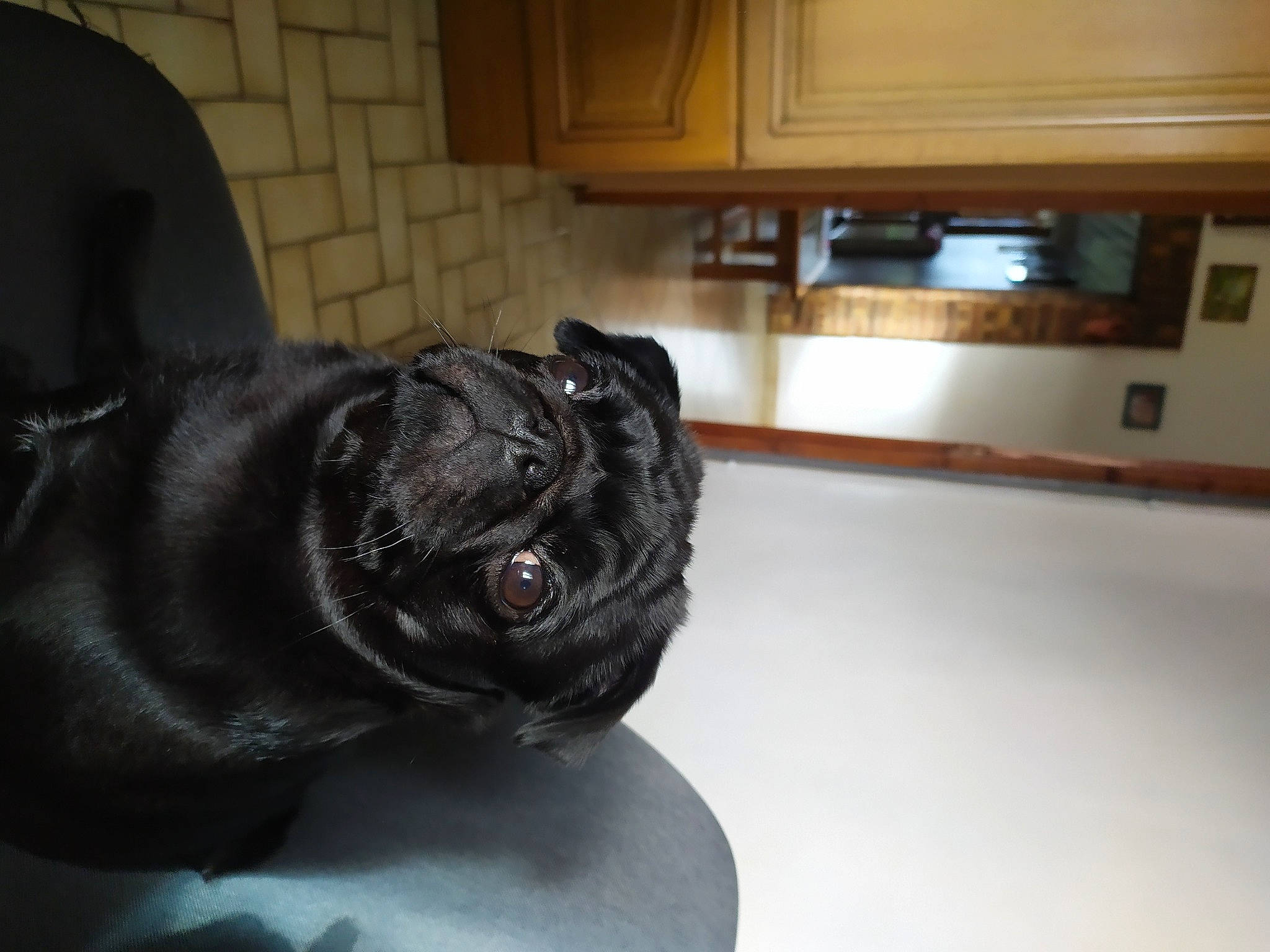 Stanley a rejoint le concours — aidez-le/la à gagner de superbes lots ! cabinetry, carnivore, comfort, companion_dog, dog, dog_breed, fawn, felidae, flooring, hardwood, pug, small_to_medium_sized_cats, snout, sporting_group, tail, toy_dog, whiskers, wood, working_animal, wrinkle