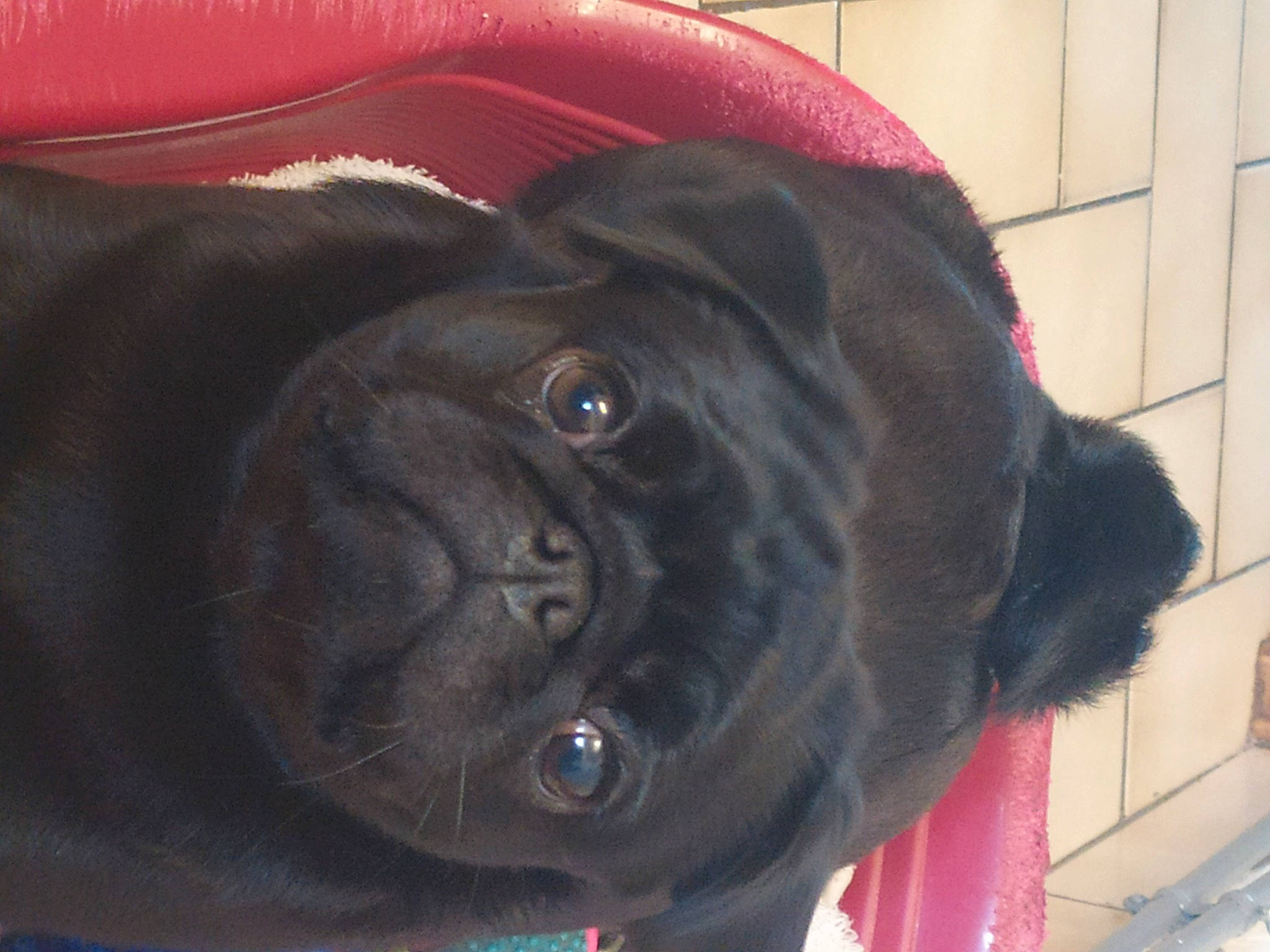 Stanley a rejoint le concours — aidez-le/la à gagner de superbes lots ! borador, canidae, carnivore, collar, comfort, companion_dog, dog, dog_breed, dog_collar, ear, fawn, fur, liver, pet_supply, red, snout, sporting_group, whiskers, working_animal, wrinkle