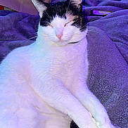 Riley Alex Beilfuss is registered to the contest to win money with this photo: animal, black_and_white, blanket, cat, closeup, comfort, cozy, cute, domestic, feline, fur, indoor, pet, purple, relaxed, resting, sleeping, soft_lighting, tail, whiskers