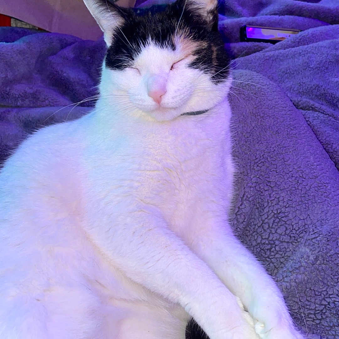 Riley Alex Beilfuss is registered to the contest to win money with this photo: animal, black_and_white, blanket, cat, closeup, comfort, cozy, cute, domestic, feline, fur, indoor, pet, purple, relaxed, resting, sleeping, soft_lighting, tail, whiskers