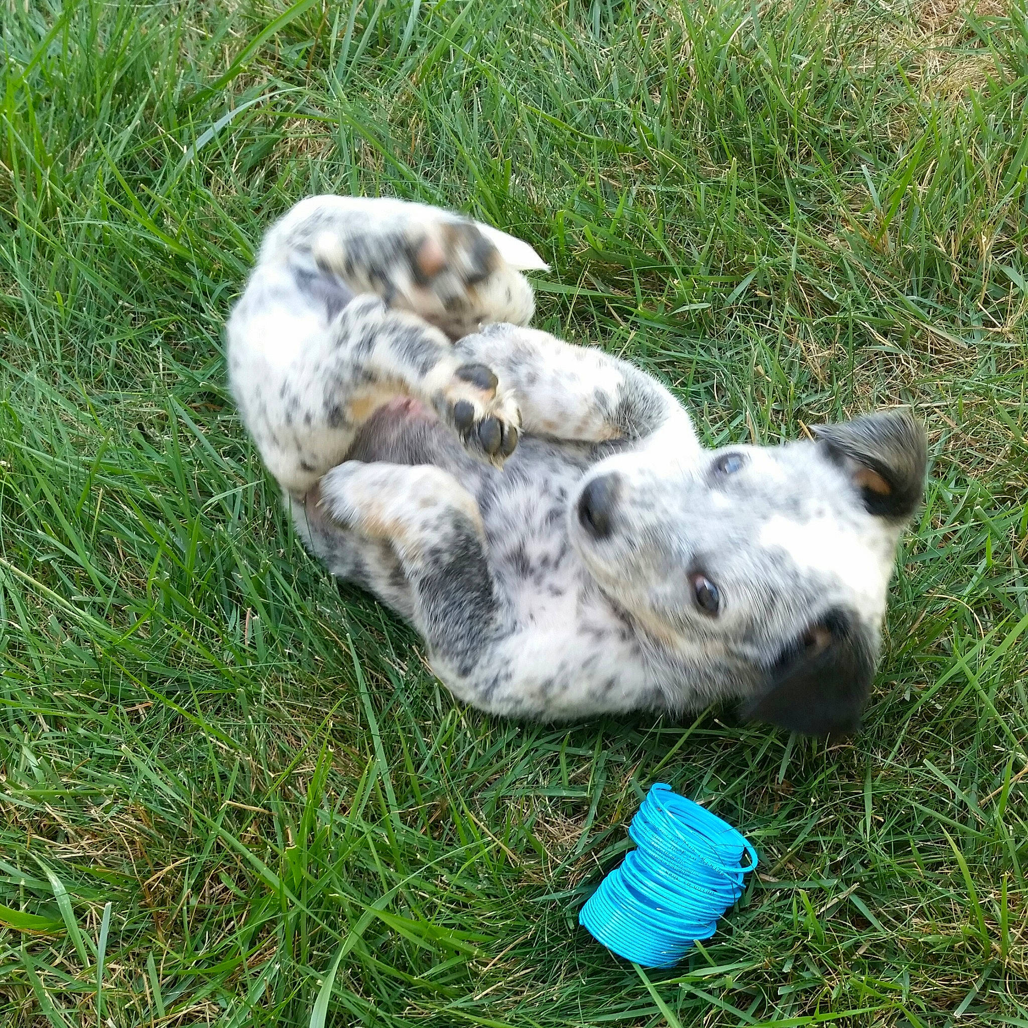 Dino joined the competition — help win amazing prizes! canidae, carnivore, dalmatian, dog, dog_breed, grass, grass_family, prairie, slipper, snout, sporting_group, working_animal, working_dog