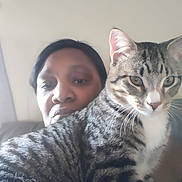 King is registered to the contest to win money with this photo: animal, calm, cat, closeup, companion, curious, domestic_animal, face, feline, fur, home, indoor, looking, person, pet, portrait, seated, shoulder, tabby_cat, whiskers