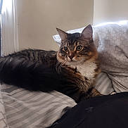 Queen is registered to the contest to win money with this photo: animal, bed, cat, comfortable, cozy, domestic_cat, ears, feline, fur, green_eyes, indoor, pet, pillow, resting, sleepy, striped, striped_fur, tabby_cat, whiskers, window_light