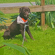 Duke joined the competition — help win amazing prizes! dog, black_dog, bandana, orange_collar, chain, grass, lawn, wooden_fence, outdoor, pet, canine, sunlight, greenery, plant, leaf, quiet, sitting, nature, daylight, animal