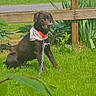 dog, black_dog, bandana, orange_collar, chain, grass, lawn, wooden_fence, outdoor, pet, canine, sunlight, greenery, plant, leaf, quiet, sitting, nature, daylight, animal