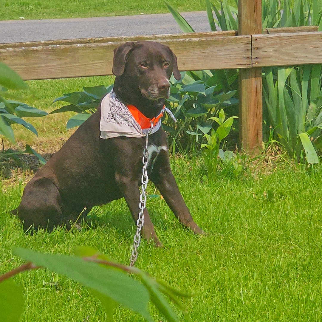 Duke