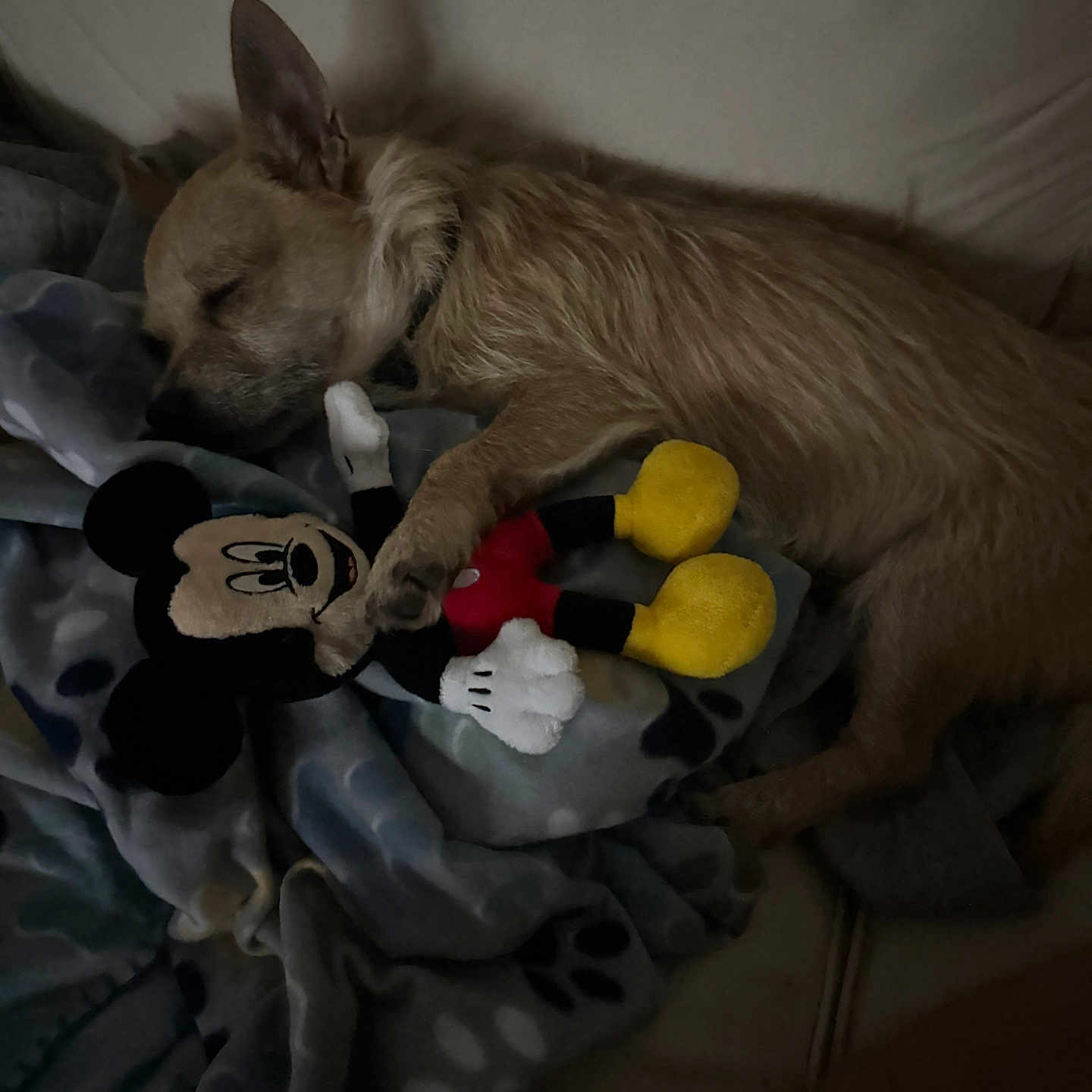 Mister is registered to the contest to win money with this photo: animal, blanket, comfort, couch, cozy, cute, dog, domestic, fur, indoors, mickey_mouse, nap, paw, pet, plush_toy, relaxation, resting, sleeping, soft, toy