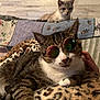 animal, blanket, cat, couch, cozy, curious, domestic_cat, ears, feline, furry, indoor, leopard_print, patchwork, pet, relaxed, resting, sunglasses, tabby_cat, two_cats, whiskers