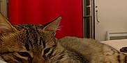 Jack participe au concours pour gagner de l'argent avec cette photo : abyssinian, animal, armchair, blanket, cat, chair, couch, curtain, furniture, hardwood, homedecor, kitten, linen, manx, pet, siamese, wood
