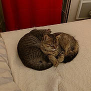 Jack participe au concours pour gagner de l'argent avec cette photo : abyssinian, animal, architecture, bed, blanket, building, cat, couch, cushion, furniture, hardwood, homedecor, indoors, kitten, linen, livingroom, manx, pet, room, wood
