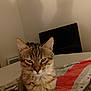 Jack a rejoint le concours — aidez-le/la à gagner de superbes lots ! abyssinian, animal, cat, computer, computerhardware, couch, electronics, furniture, hardware, hardwood, homedecor, kitten, laptop, manx, monitor, pc, pet, screen, text, wood