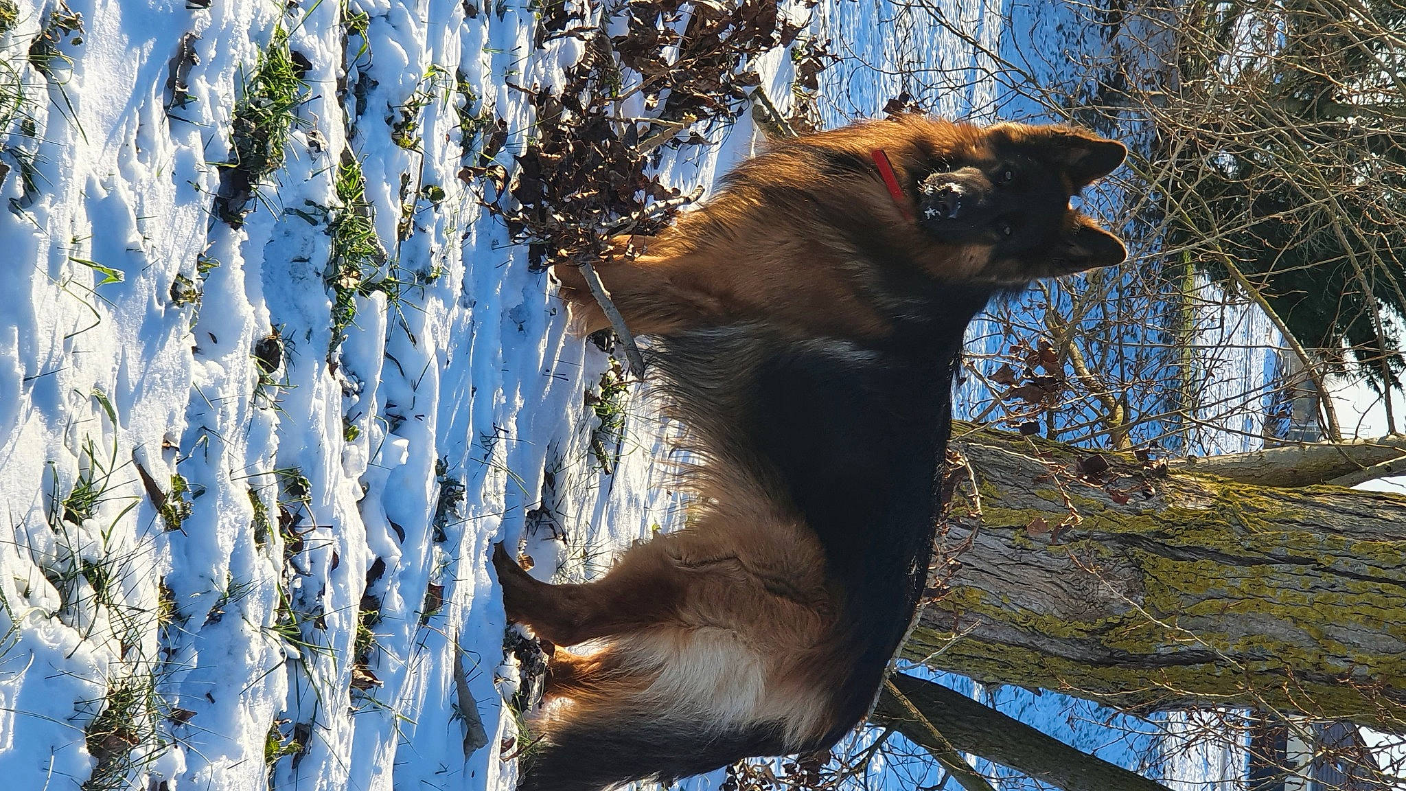 Obama a rejoint le concours — aidez-le/la à gagner de superbes lots ! branch, carnivore, dog_breed, fawn, felidae, fur, plant, small_to_medium_sized_cats, snout, sporting_group, sunglasses, tail, terrestrial_animal, tree, trunk, twig, whiskers, wildlife, winter, wood