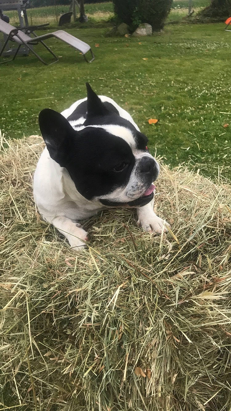 Rekkit a rejoint le concours — aidez-le/la à gagner de superbes lots ! boston_terrier, canidae, carnivore, dog, dog_breed, fawn, french_bulldog, grass, lawn, mammal, non_sporting_group, outdoor_furniture, snout, straw, terrestrial_animal, terrier, toy_dog, vertebrate, working_animal, yard