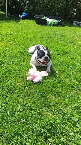 Rekkit a rejoint le concours — aidez-le/la à gagner de superbes lots ! bulldog, canidae, carnivore, companion_dog, dog, dog_breed, grass, grass_family, groundcover, lawn, mammal, meadow, non_sporting_group, pug, puppy, snout, sporting_group, toy_dog, working_animal, yard