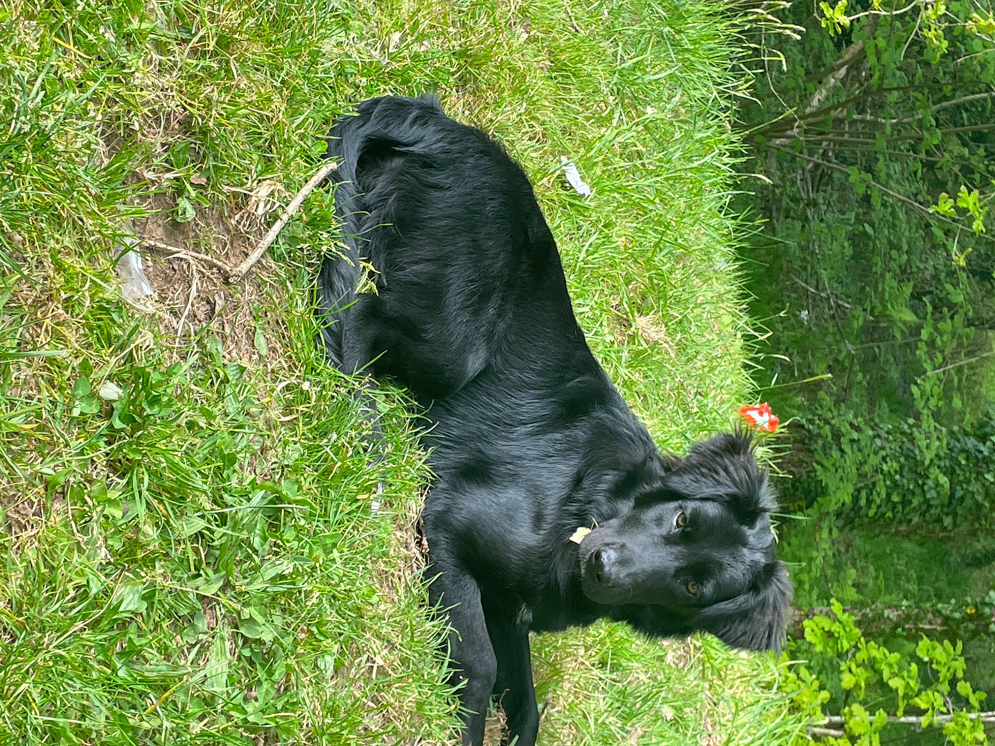 Stitch a rejoint le concours — aidez-le/la à gagner de superbes lots ! american_black_bear, bovine, canidae, common_chimpanzee, dog_breed, felidae, fur, grass, grassland, groundcover, plant, plant_community, primate, sculpture, shrub, snout, sporting_group, tail, terrestrial_animal, working_animal