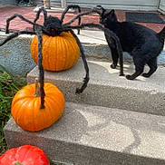 Shadow joined the competition — help win amazing prizes! black_cat, pumpkin, fake_spider, stairs, outdoor, curious_cat, shadow, halloween_decoration, orange_pumpkin, concrete_steps, animal, pet, fall, seasonal, yard, grass, daylight, decor, spooky, closeup
