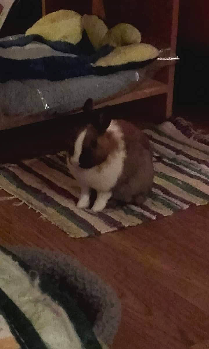 Pépite a rejoint le concours — aidez-le/la à gagner de superbes lots ! cat, domestic_rabbit, fawn, rabbit, rabbits_and_hares, tail, whiskers