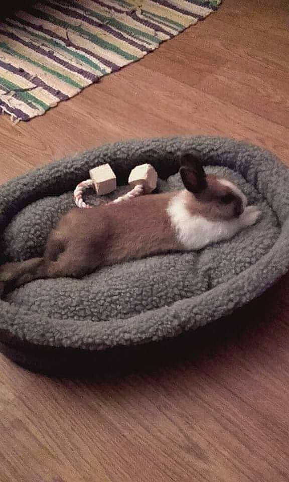 Pépite participe au concours pour gagner de l'argent avec cette photo : beige, canidae, carnivore, cat, cat_bed, cat_supply, dog_bed, fawn, fur, paw, puppy, wool