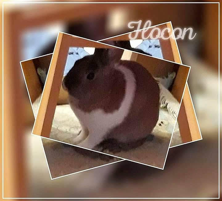 Flocon participe au concours pour gagner de l'argent avec cette photo : fawn, gerbil, guinea_pig, hamster, mouse, photo_caption, rat, rectangle, rodent, whiskers