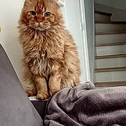 Pocket participe au concours pour gagner de l'argent avec cette photo : animal, blanket, cat, couch, cozy, cute, domestic_cat, ears, feline, fluffy, fur, furniture, home, indoor, looking_at_camera, orange_cat, pet, sitting, stairs, whiskers