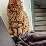 animal, blanket, cat, couch, cozy, cute, domestic_cat, ears, feline, fluffy, fur, furniture, home, indoor, looking_at_camera, orange_cat, pet, sitting, stairs, whiskers