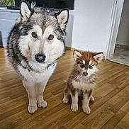 Blue Et Aska participe au concours pour gagner de l'argent avec cette photo : dog, huskie, puppy, indoor, wooden_floor, pet, animal, cute, furry, two_dogs, brown_and_white, gray_and_white, ears, eyes, floor, wall, door, home, curious, standing