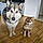 Blue Et Aska