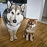 dog, huskie, puppy, indoor, wooden_floor, pet, animal, cute, furry, two_dogs, brown_and_white, gray_and_white, ears, eyes, floor, wall, door, home, curious, standing