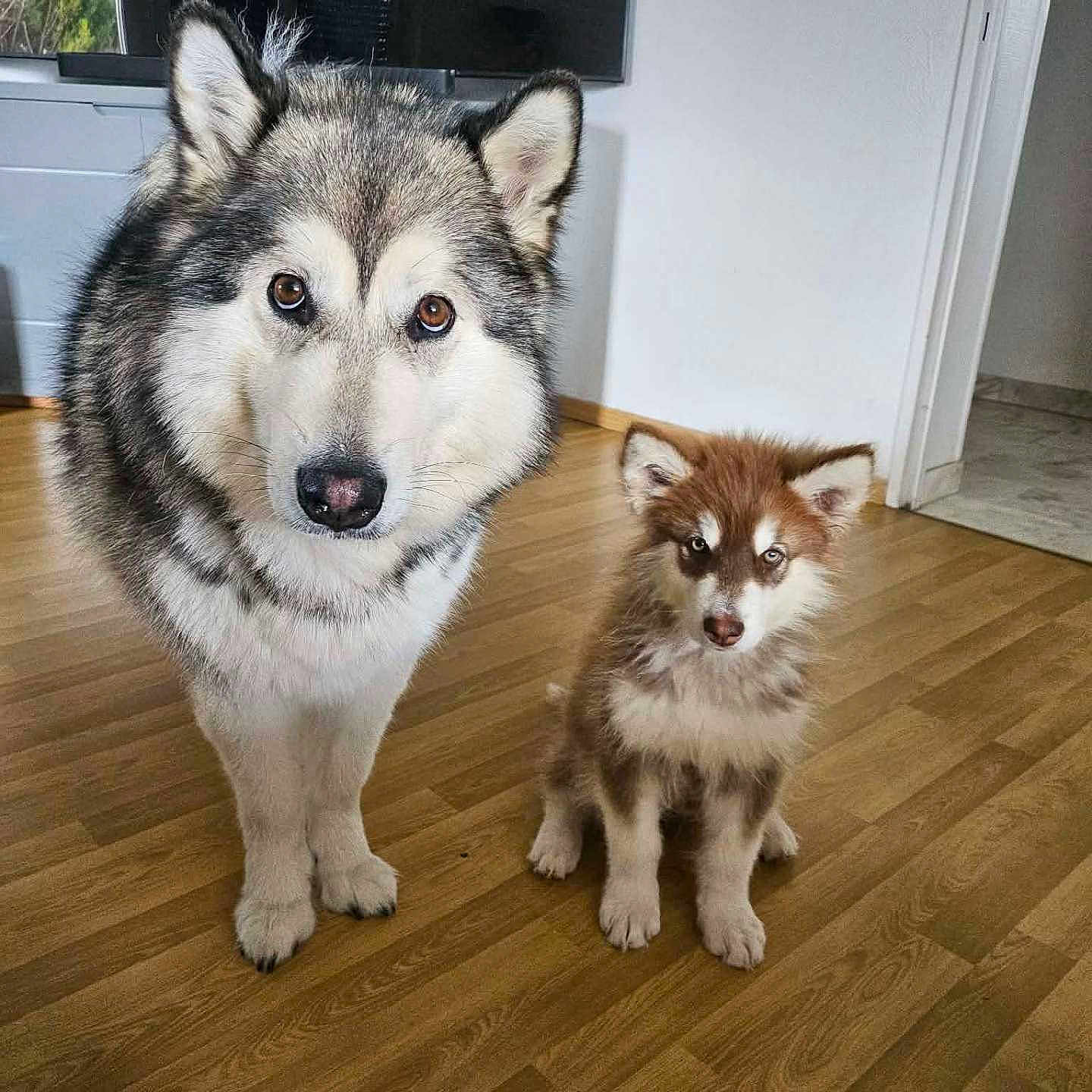 Blue Et Aska participe au concours pour gagner de l'argent avec cette photo : dog, huskie, puppy, indoor, wooden_floor, pet, animal, cute, furry, two_dogs, brown_and_white, gray_and_white, ears, eyes, floor, wall, door, home, curious, standing