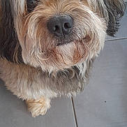 Titou participe au concours pour gagner de l'argent avec cette photo : affenpinscher, animal, bulldog, canine, cockerspaniel, couch, dog, flagstone, furniture, hound, path, pet, poodle, puppy, slate, terrier, tile, walkway, whitedog