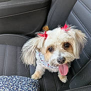 Bella joined the competition — help win amazing prizes! dog, small_dog, fluffy, car_seat, red_bows, bandana, tongue_out, pet, cute, animal, inside_car, happy, looking_up, ears, fur, seat_belt, fabric, cushion, pattern, close_up