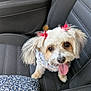 dog, small_dog, fluffy, car_seat, red_bows, bandana, tongue_out, pet, cute, animal, inside_car, happy, looking_up, ears, fur, seat_belt, fabric, cushion, pattern, close_up