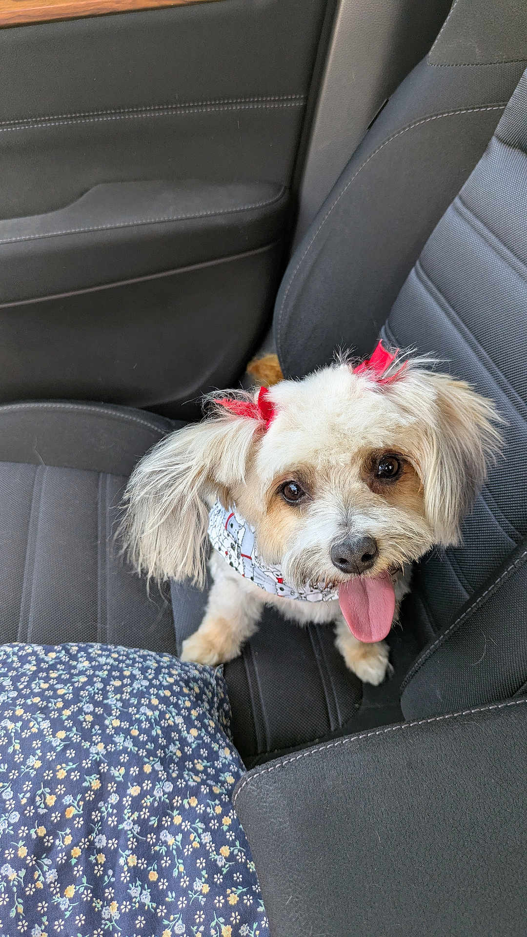 Bella joined the competition — help win amazing prizes! dog, small_dog, fluffy, car_seat, red_bows, bandana, tongue_out, pet, cute, animal, inside_car, happy, looking_up, ears, fur, seat_belt, fabric, cushion, pattern, close_up