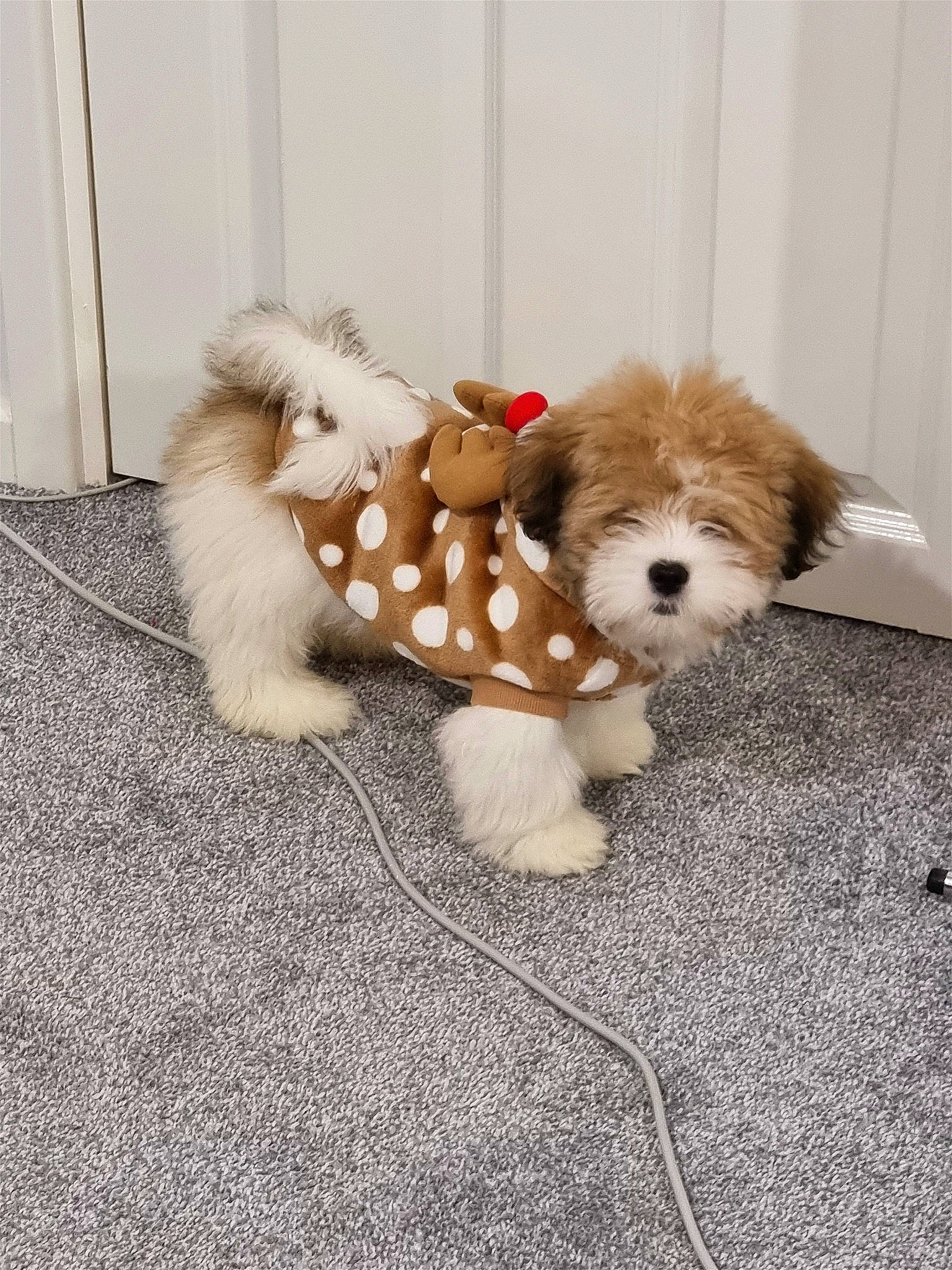 Noddy is registered to the contest to win money with this photo: carnivore, companion_dog, dog, dog_breed, dog_clothes, dog_supply, fawn, flooring, fur, mammal, small_terrier, snout, sporting_group, stuffed_toy, tail, terrier, toy, toy_dog, vertebrate, working_animal