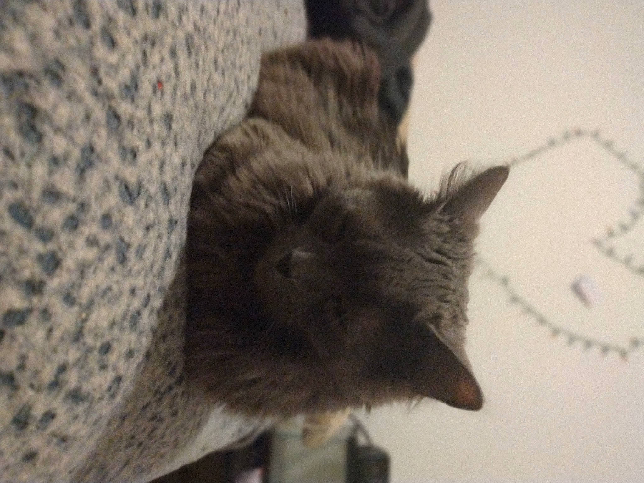 Indica joined the competition — help win amazing prizes! black_cat, canidae, carnivore, cat, claw, comfort, domestic_short_haired_cat, felidae, fur, grey, pattern, paw, small_to_medium_sized_cats, snout, tail, vertebrate, whiskers, wildlife, woolen, woven_fabric