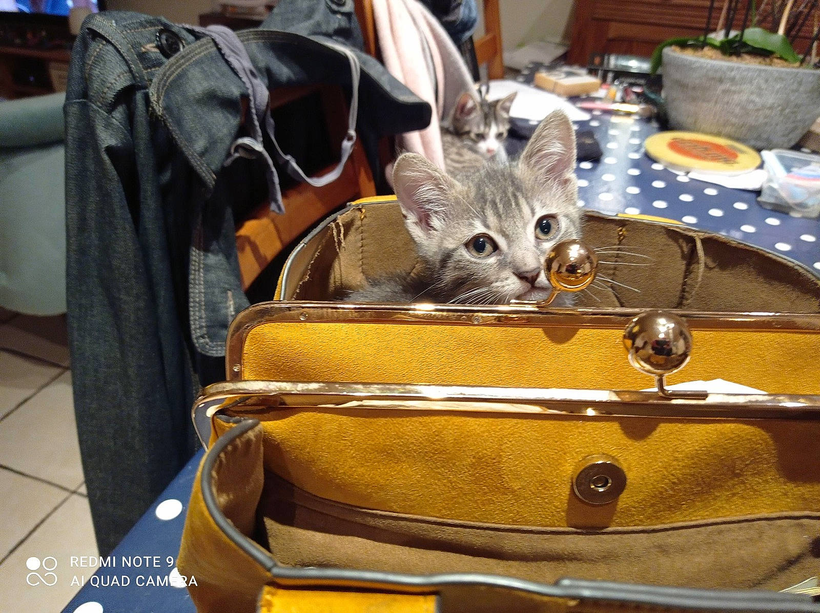 Rougail participe au concours pour gagner de l'argent avec cette photo : bag, carnivore, cat, chair, comfort, domestic_short_haired_cat, fashion_accessory, felidae, fur, luggage_and_bags, metal, musical_instrument, plate, room, shoulder_bag, small_to_medium_sized_cats, table, tableware, whiskers, wine_glass