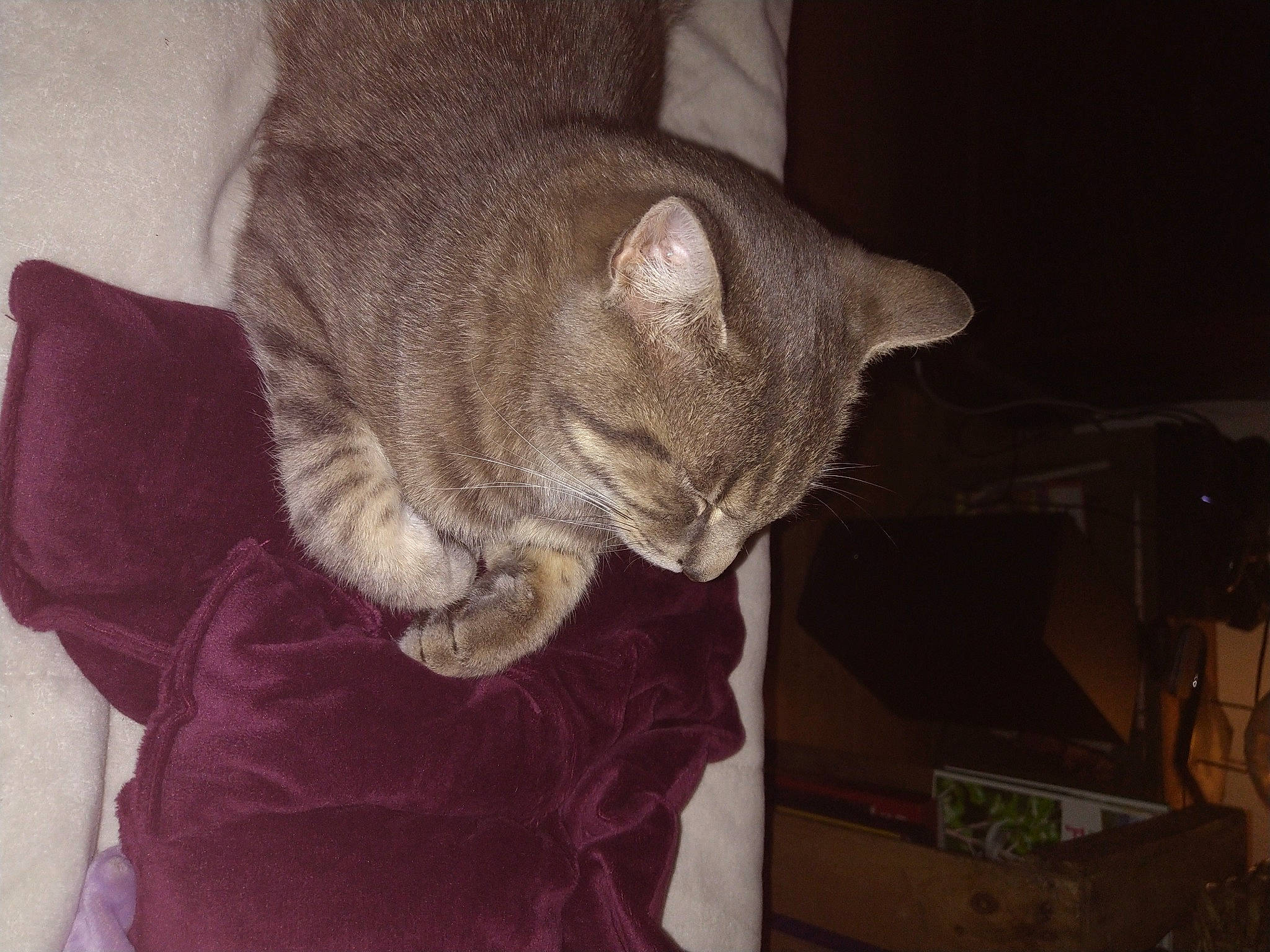 Rougail participe au concours pour gagner de l'argent avec cette photo : carnivore, cat, chartreux, claw, comfort, domestic_short_haired_cat, ear, fawn, felidae, fur, grey, nap, paw, small_to_medium_sized_cats, snout, tail, thread, vertebrate, whiskers, wool