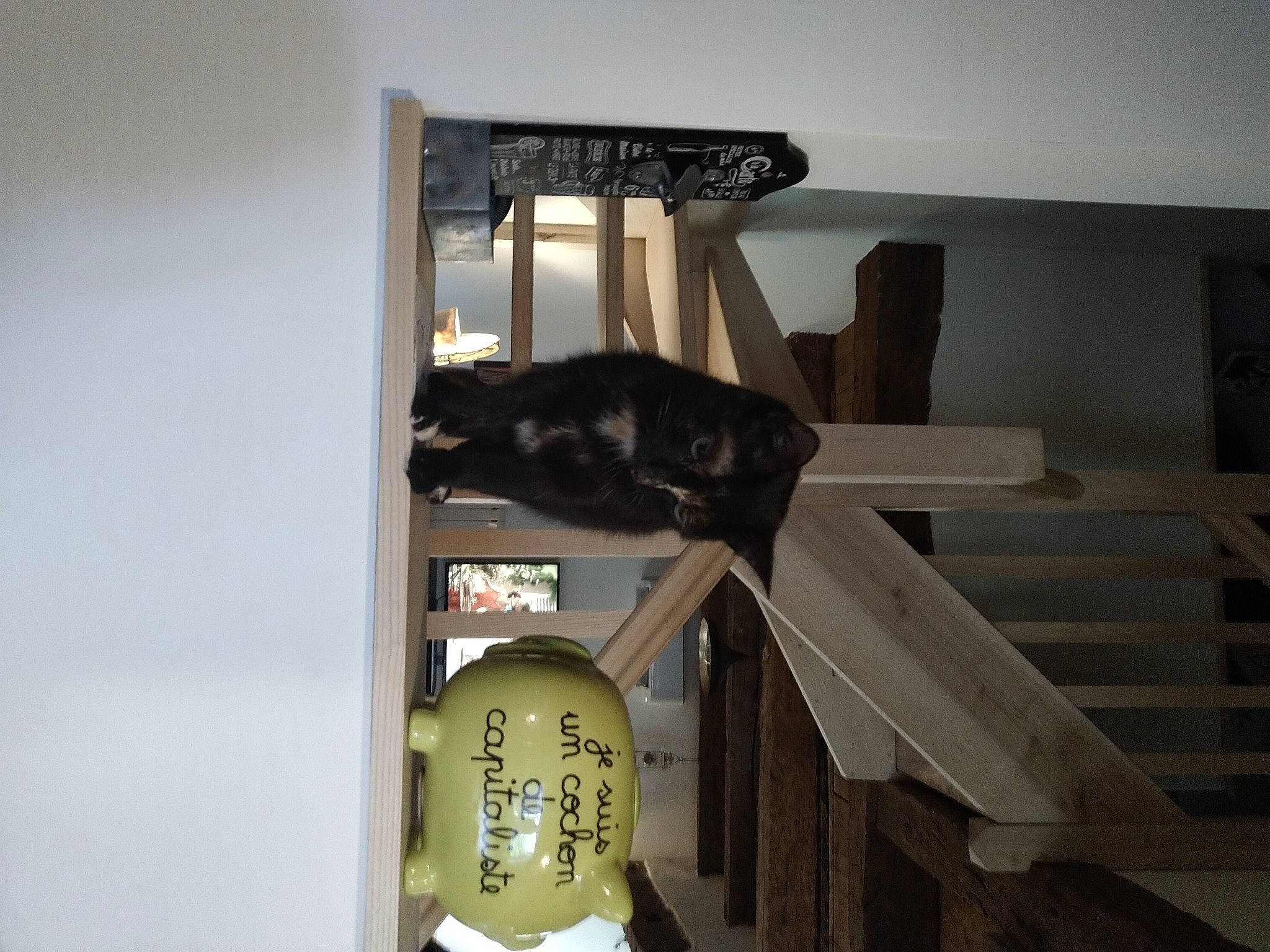 Rougail participe au concours pour gagner de l'argent avec cette photo : black_cat, cat, cat_supply, ceiling, domestic_short_haired_cat, felidae, flooring, fur, hardwood, pet_supply, room, shelving, small_to_medium_sized_cats, stairs, tail, whiskers, wood