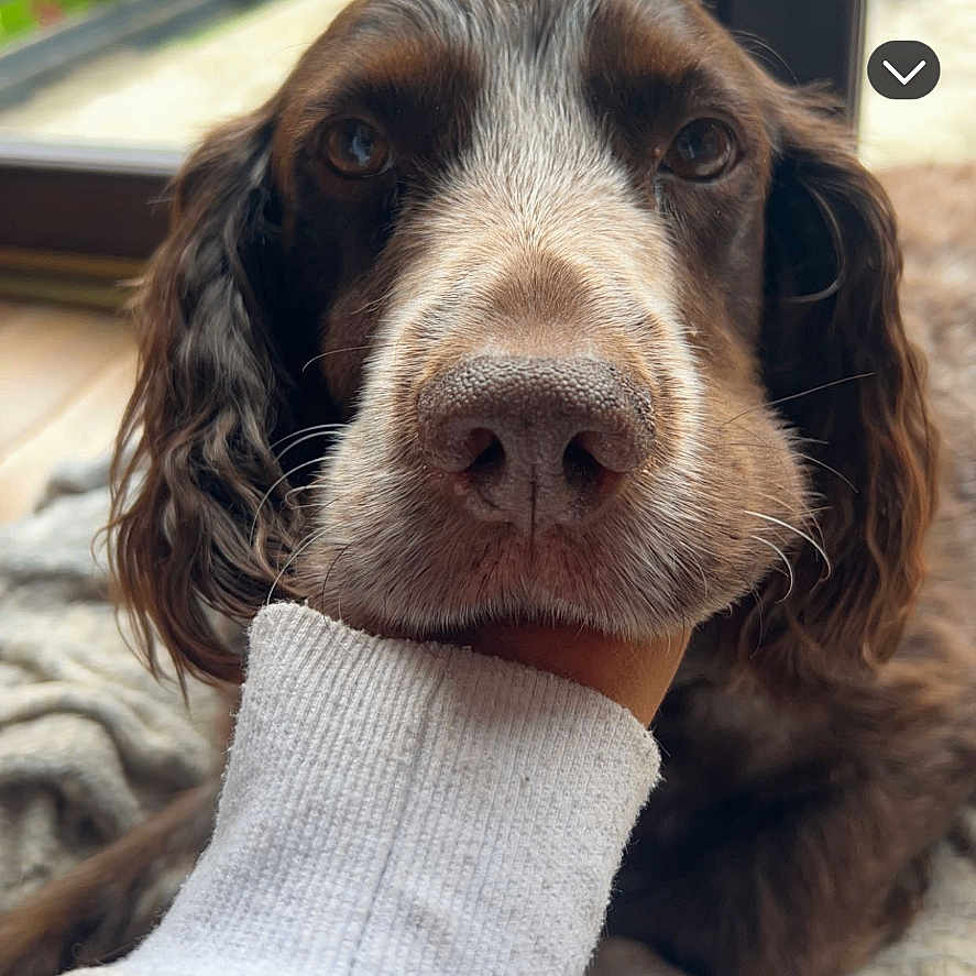 Gizmo is registered to the contest to win money with this photo: animal, canine, cockerspaniel, computer, computerhardware, computerkeyboard, dog, electronics, hardware, hound, mobilephone, monitor, pet, phone, photography, pointer, puppy, screen, snout, text