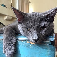 Ramsey is registered to the contest to win money with this photo: cat, gray_cat, close_up, paw, wood, blue_paint, indoor, relaxed, resting, feline, pet, animal, fur, whiskers, ear, face, sleepy, lazy, home, domestic