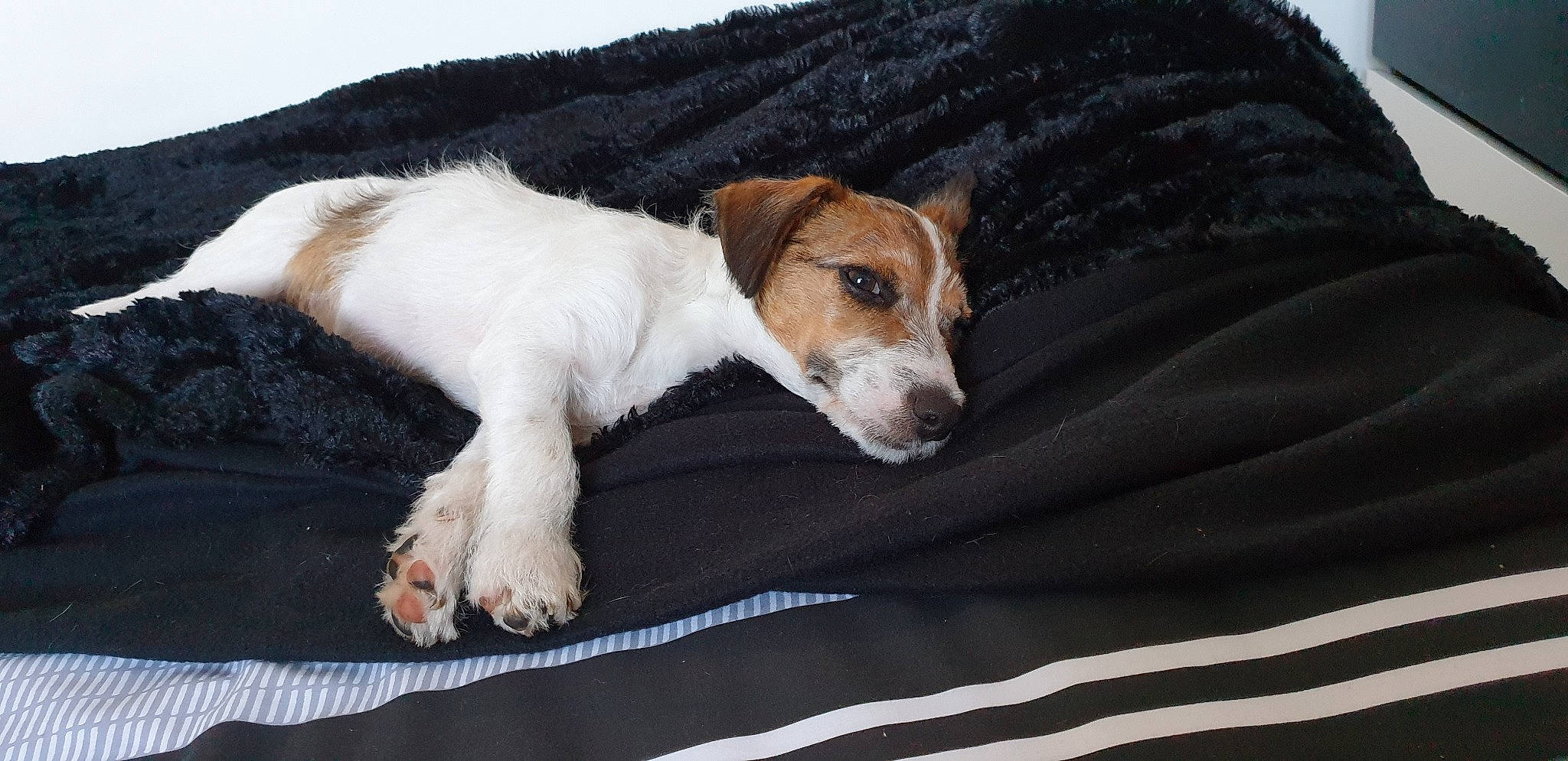 Teddy joined the competition — help win amazing prizes! canidae, carnivore, companion_dog, danish_swedish_farmdog, dog, dog_breed, fox_terrier, irishjacks, jack_russell_terrier, mammal, miniature_fox_terrier, parson_russell_terrier, puppy, rare_breed_dog, russell_terrier, smooth_fox_terrier, sporting_group, terrier, vertebrate