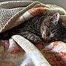 animal, bed, blanket, cat, close_up, comfort, cozy, cute, domestic_animal, feline, fur, home, indoor, peaceful, relaxation, resting, sleeping, soft_texture, tabby_cat, warm_light
